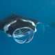 Snorkeling and diving with mantas at Lily Beach