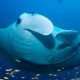 Snorkeling and diving with mantas at Lily Beach