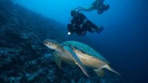 Experience scooter diving at Lily Beach