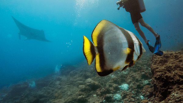 clownfish_v2
